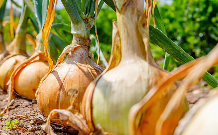 Простой способ увеличить урожай лука вдвое. Перед посадкой в грунт ...