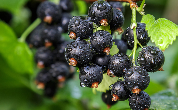 4 правила черной смородины после сбора ягод: закладываем урожай на будущее